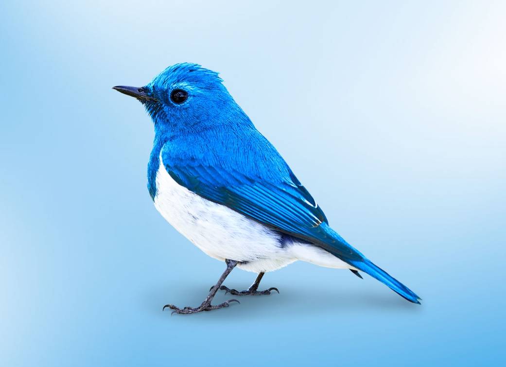 Twitter takipçi sınırına ulaşıldı sorunu Twitter takipçi sınırına ulaşıldı sorunu